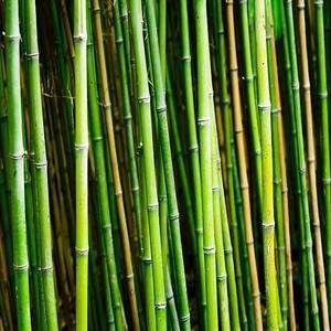 Bamboos